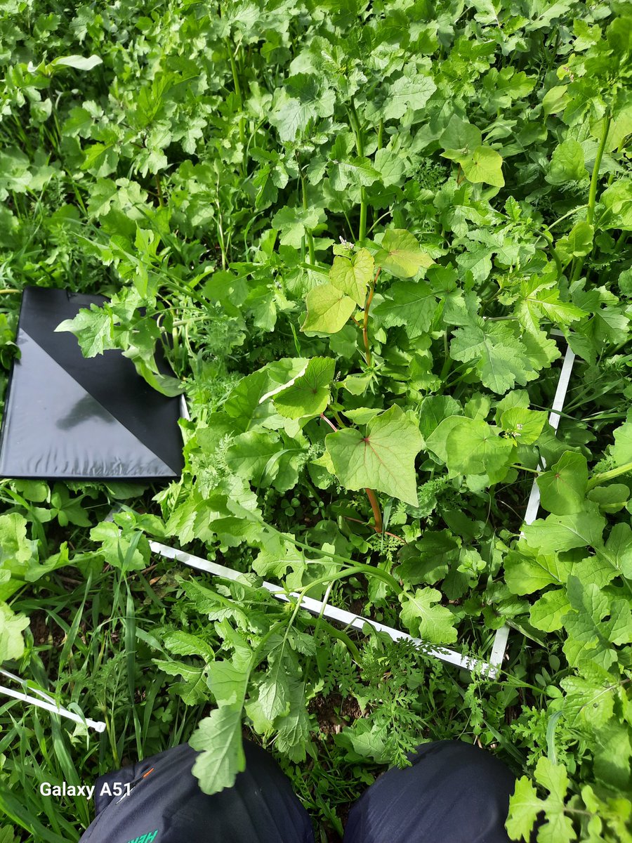 Plant counts on cover crops with <a href="/ArchibaldB20573/">Claire Bailey Archibald</a> today.
