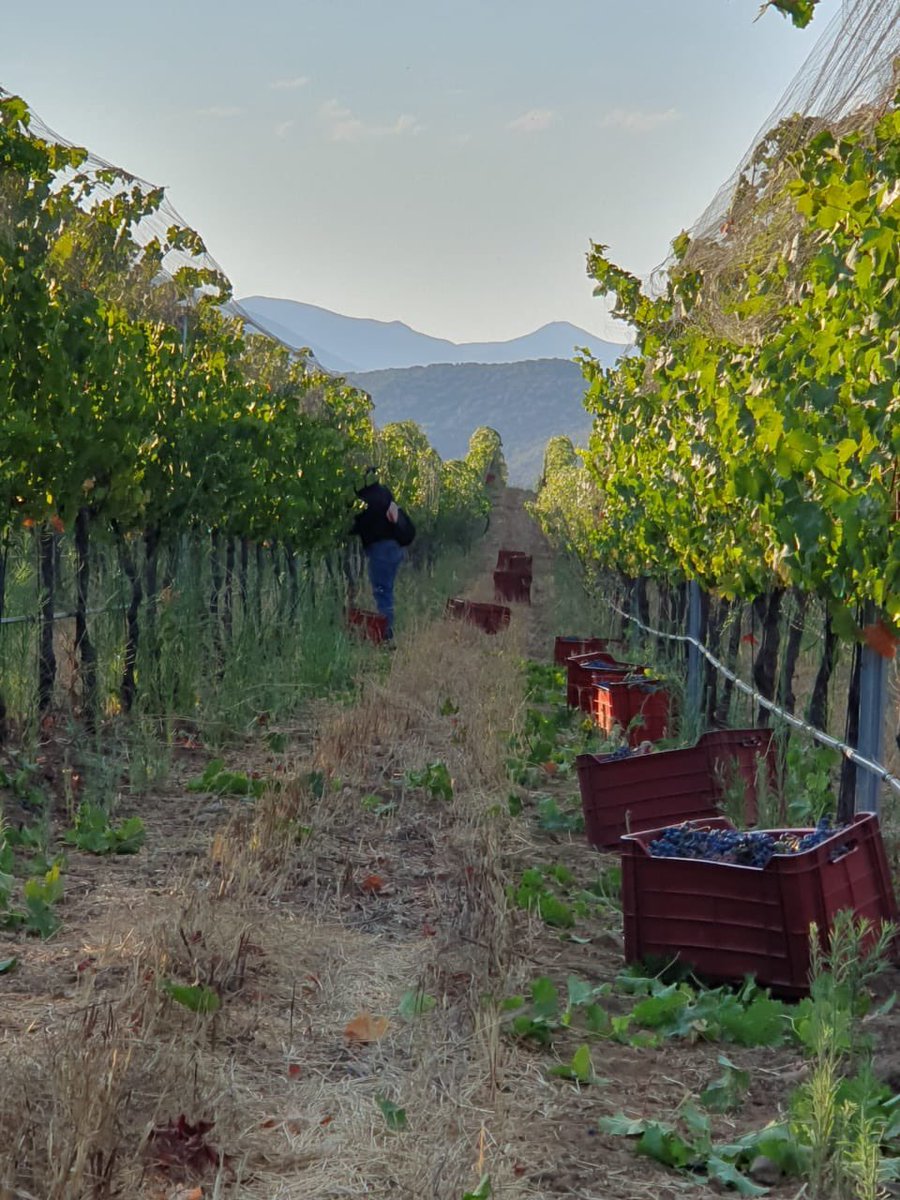 Hoy inicia la cosecha de Cabernet Franc  en el Valle de San Jacinto 🍇🍷  en <a href="/VinosElCielo/">Vinos El Cielo</a>