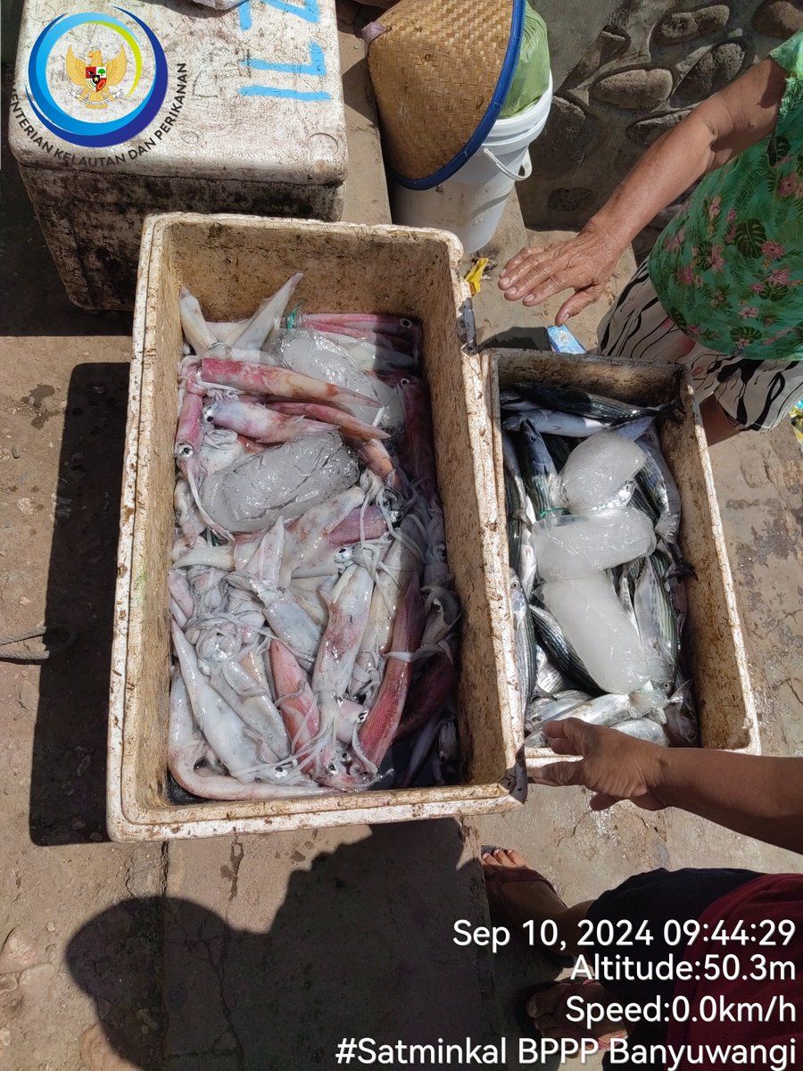 patria_ibi's tweet photo. Selasa(10/09), Ibi Patria, S.Pi, Luhkan Kab. Jember,  di KUB Cipta Karya Ds Puger Wetan, melaporkan tangkapan an. M. Taufik, Ikan Tongkol sebanyak 25 kg, harga 15.000/kg, Cumi-cumi sebanyak 20 kg, harga 60.000/kg, alat tangkap pancing ulur
#GiatLuhkanSatminkalBwi #Jember #tangkap https://t.co/h4gk6xdHkC