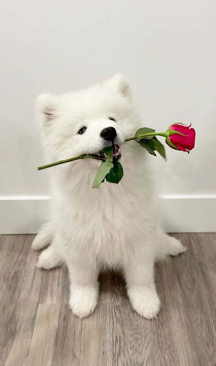 dogs so cute that could save the world tweet media