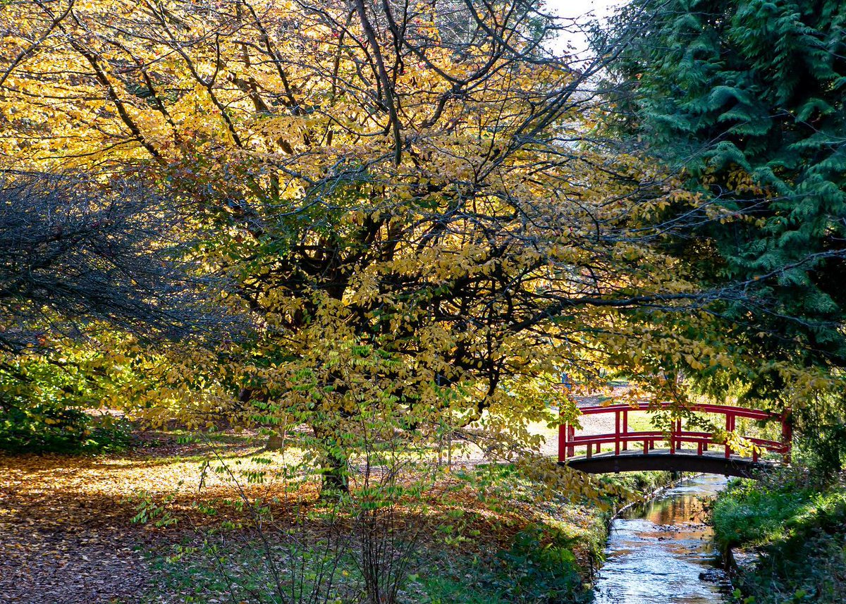 Explore Bournemouth’s Gardens this Autumn⁠. From the Upper Gardens, through the Central, down to the Lower Gardens near Pier Approach, see how the colours change throughout the season! #LoveBournemouth

bournemouth.co.uk/things-to-do/a…

📷: @halsephotography
