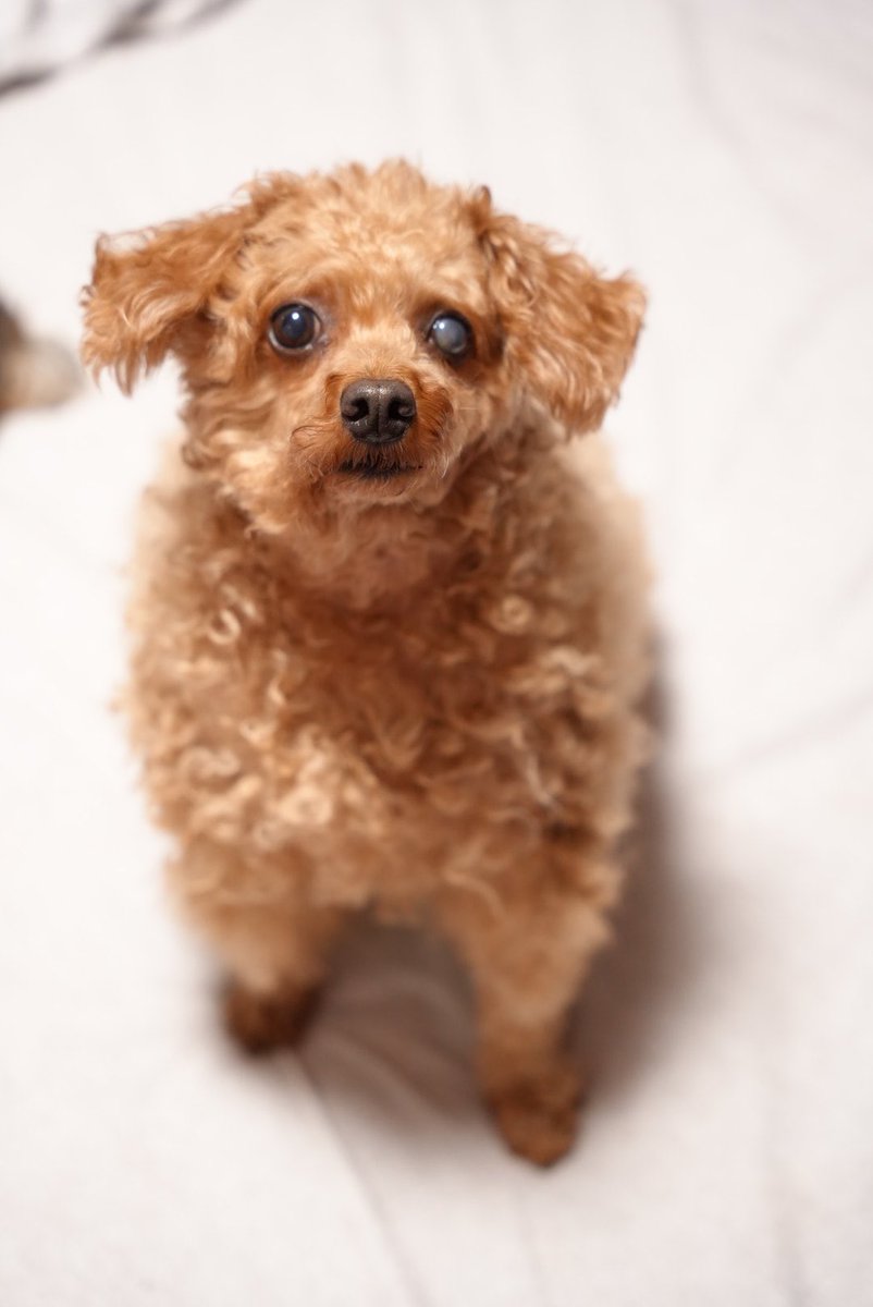 ariadog1121's tweet photo. 犬最高🐕
#ARIADog
#スタジオアリア https://t.co/3B5Fe9tNyq