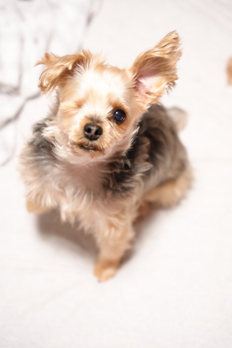 ariadog1121's tweet photo. 犬最高🐕
#ARIADog
#スタジオアリア https://t.co/3B5Fe9tNyq