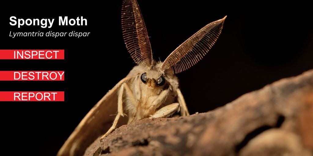 Late summer brings continued activity from the spongy moth, an invasive pest that defoliated 1.8 million hectares of forest in Ontario in 2021.

Inspect your trees and destroy any egg masses or caterpillars you find, and report sightings to help protect our forests!