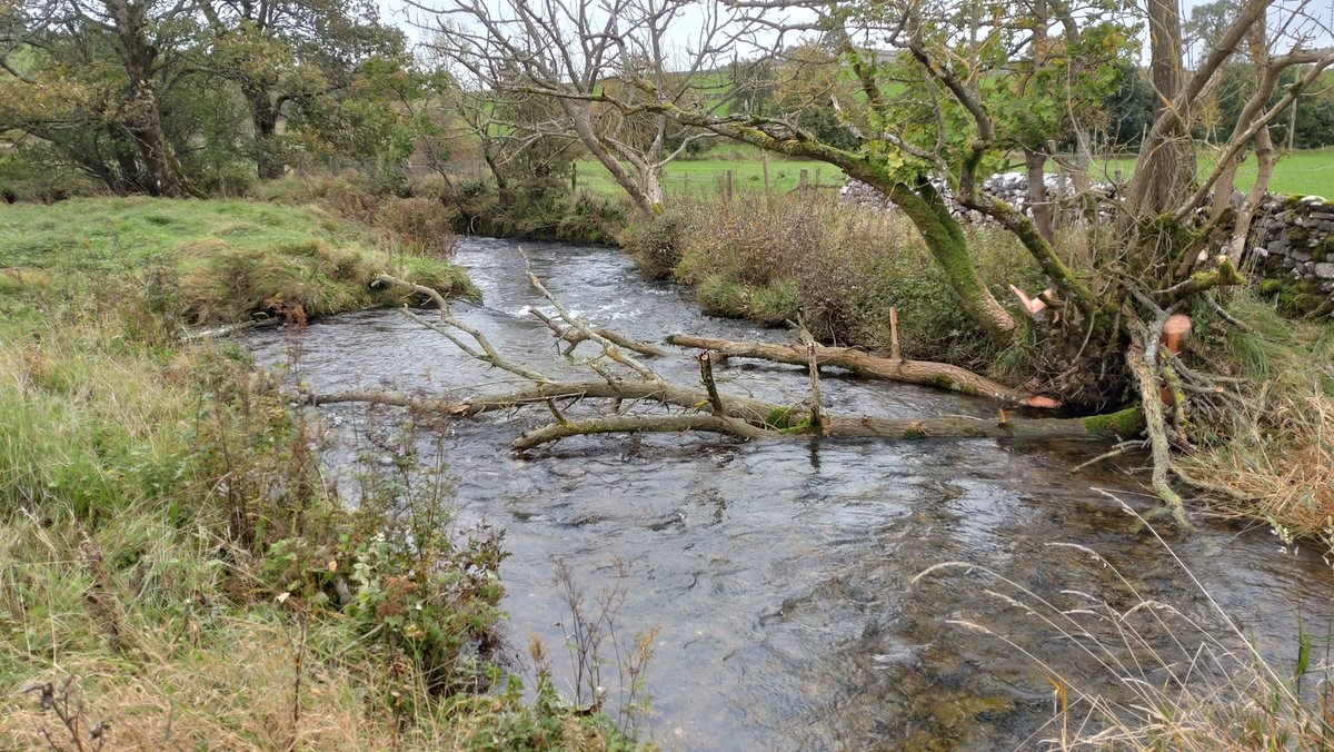 WildlifeDales (@wildlifedales) on Twitter photo Read about the fantastic work to rehabilitate Malham Beck and promote more natural processes along this iconic watercourse:
yorkshiredales.org.uk/about/wildlife…
<a href="/WildTroutTrust/">The Wild Trout Trust</a> <a href="/ProfJGrey/">Jonathan Grey</a> <a href="/hilltopfarmgirl/">Hill Top Farm</a> <a href="/EnvAgency/">Environment Agency</a> <a href="/SandTCUKYorks/">Salmon & Trout Conservation WY</a> <a href="/YorkshireWater/">Yorkshire Water 💧</a> <a href="/YorkshireiCASP/">iCASP</a>
📸 Professor Jonathan Grey Read about the fantastic work to rehabilitate Malham Beck and promote more natural processes along this iconic watercourse:
yorkshiredales.org.uk/about/wildlife…
<a href="/WildTroutTrust/">The Wild Trout Trust</a> <a href="/ProfJGrey/">Jonathan Grey</a> <a href="/hilltopfarmgirl/">Hill Top Farm</a> <a href="/EnvAgency/">Environment Agency</a> <a href="/SandTCUKYorks/">Salmon & Trout Conservation WY</a> <a href="/YorkshireWater/">Yorkshire Water 💧</a> <a href="/YorkshireiCASP/">iCASP</a>
📸 Professor Jonathan Grey