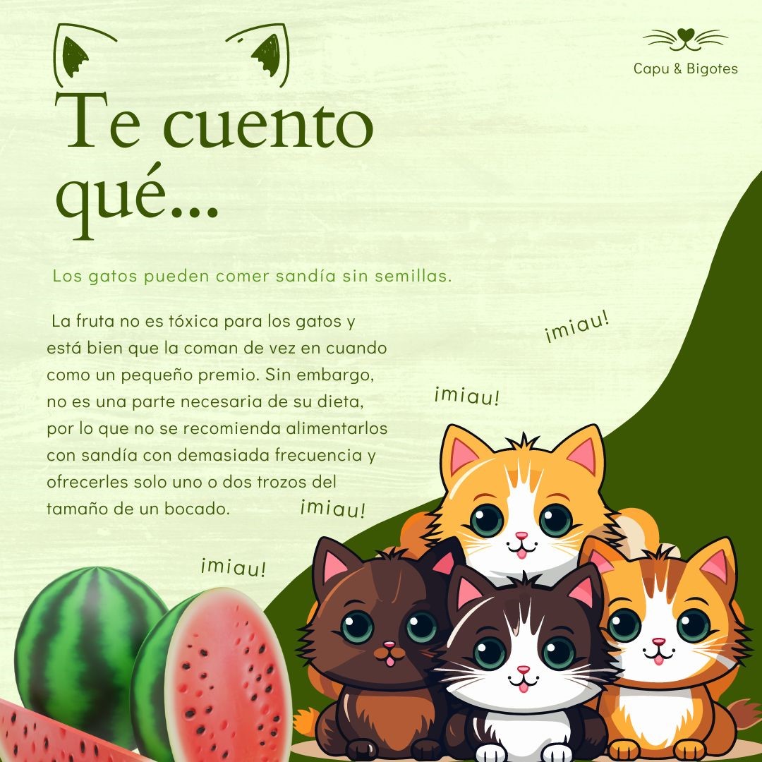 CapuyB's tweet image. 🐱🍉 Uno de los beneficios principales de la sandía para los #Gatos es la hidratación, ya que contiene un 90% de agua. Evitar darle sandía a los gatos con sobrepeso o con #Diabetes , ya que la sandía tiene muchos azúcares naturales.

#Hoy #Urgente #LoÚltimo #Catlovers #Mundo