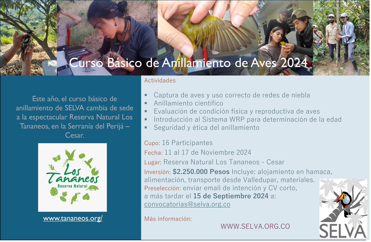 Hasta el 15 de Septiembre están abiertas las inscripciones para el Curso Básico de Anillamiento de Aves. Este año será en la Reserva Natural Los Tanaeos. Más info: selva.org.co/programas/educ…