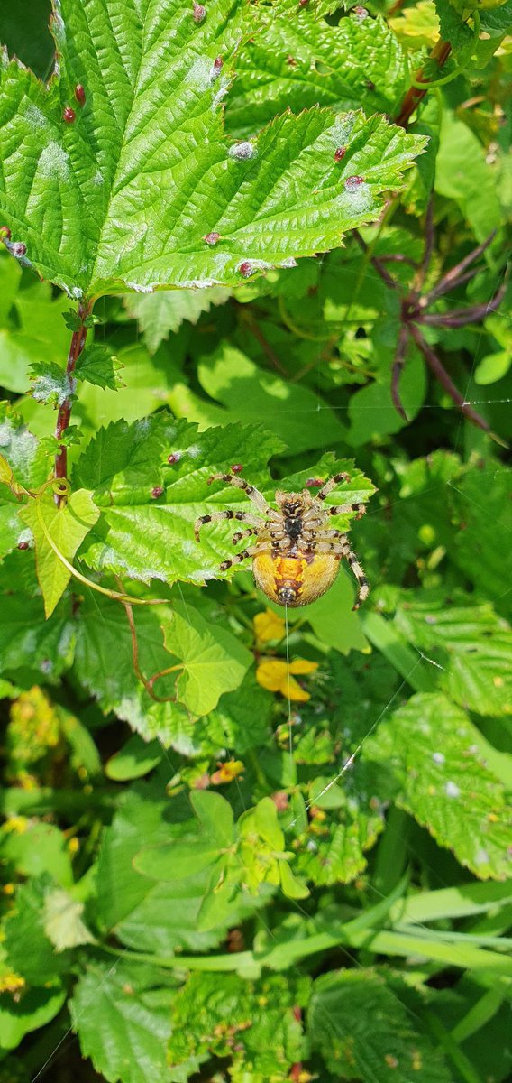 SWTConsultancy's tweet image. One of our ecologists Alex found this four spot orb weaver busy crafting its web last week 🕷️🕸️.
Did you know we offer a range of invertebrate services, as well as services for many other species? Head to our website to find out more 
swtconsultancy.co.uk.