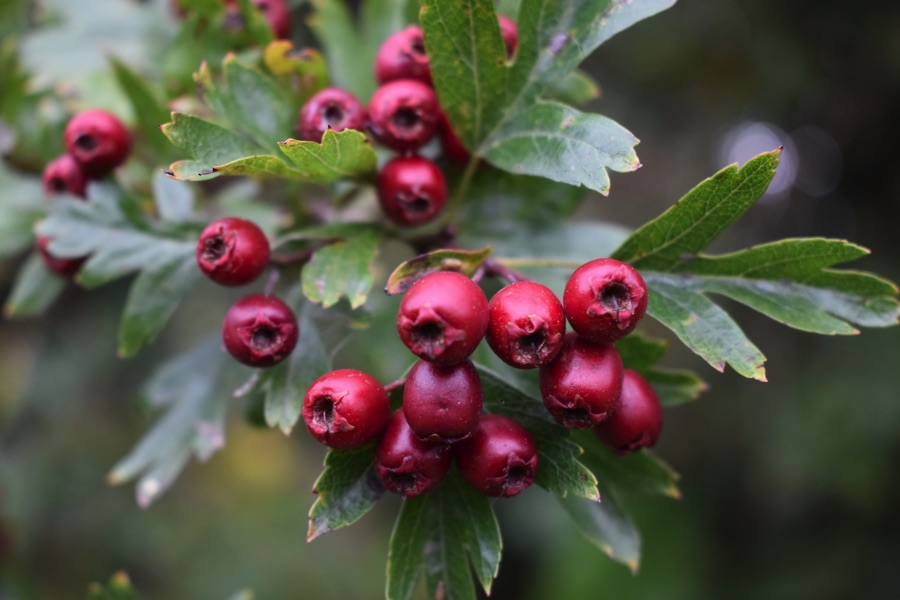 Plant a hawthorn! These native trees are wonderful for wildlife, supporting a wide range of species – including more than 300 insect species. The blossoms, berries and leaves are a good source of food for all sorts of creatures.
More: bit.ly/45nPuqY
#nature #biodiversity