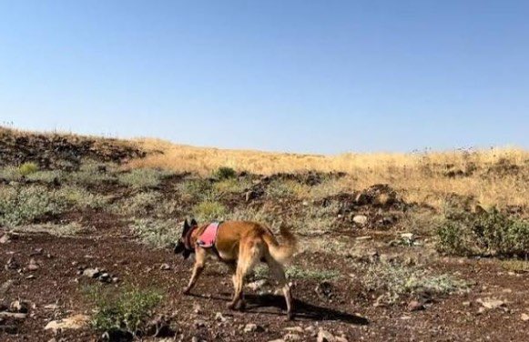 Köpeklerden korudukları çocukları, çuvallardan topluyoruz.

Çuvallardaki çocukları bulmak için de o köpekleri kullanıyoruz.