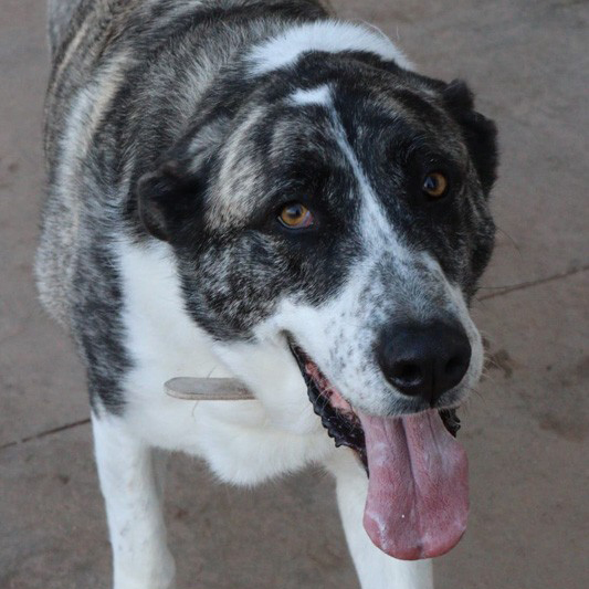 FaunaenCasa's tweet photo. Yailo 🐕 es un #perrete de 8 años que fue rescatado empapado y corriendo detrás de los coches en la carretera bajo la lluvia.
Es un encanto de #perro, solo busca que lo acaricies y besuquearte. Es sociable y jueguetón.
#Adóptalo en @arcacordoba más info en https://t.co/PMFpiaLD30 https://t.co/wgVPJSfGzg
