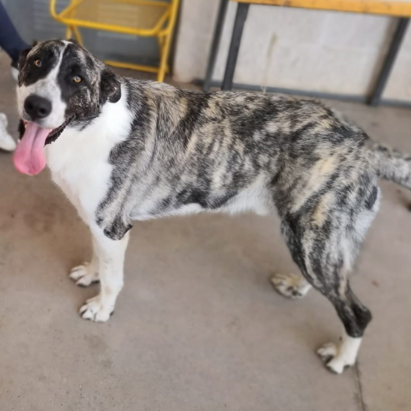 FaunaenCasa's tweet photo. Yailo 🐕 es un #perrete de 8 años que fue rescatado empapado y corriendo detrás de los coches en la carretera bajo la lluvia.
Es un encanto de #perro, solo busca que lo acaricies y besuquearte. Es sociable y jueguetón.
#Adóptalo en @arcacordoba más info en https://t.co/PMFpiaLD30 https://t.co/wgVPJSfGzg
