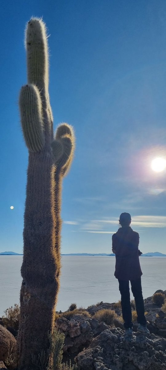 SteveMovesAbout's tweet photo. #thicktrunktuesday with a difference! 

Amazing cactus island in the middle of the salt flats, Uyuni, Bolivia 🇧🇴 https://t.co/YsX8W4lOrg