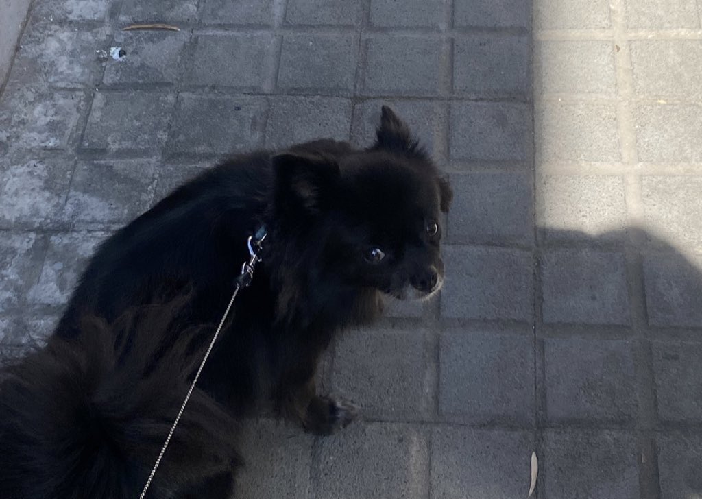 mi perra se ha acostumbrado a q cada vez q estornuda (q es bastante a menudo pq parece q tenga alergia al aire) yo le diga salud y ahora si se me olvida me mira así esperando
