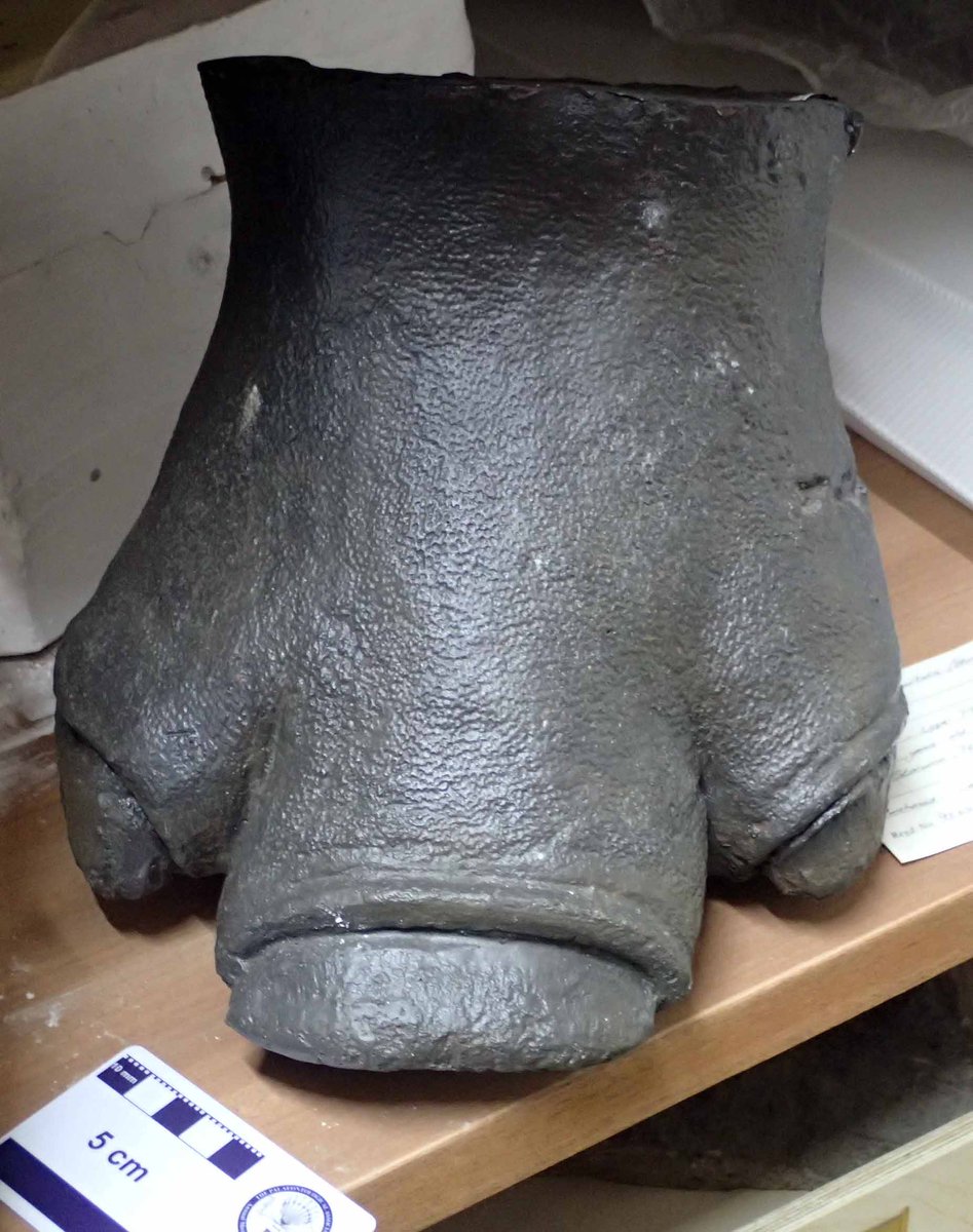 For World Rhino day, we've gone back in time with this cast of a woolly rhino foot! The cast was made from a virtually complete mummified carcass discovered in a ozokerite (mineral wax) mine in Ukraine 🇺🇦 #WorldRhinoDay 🦏