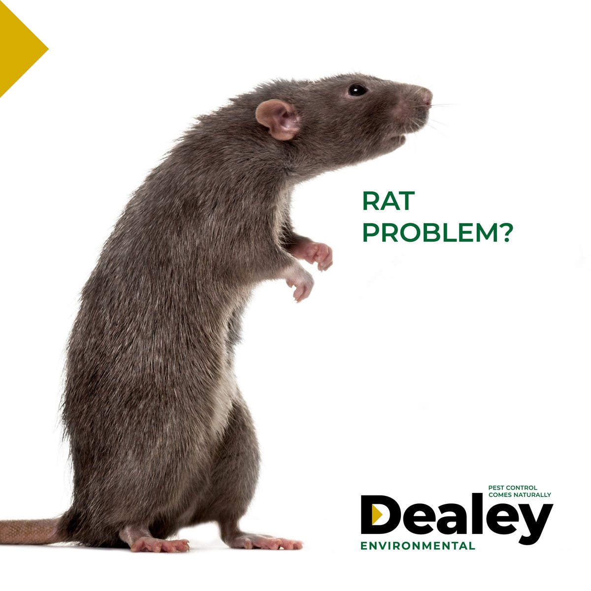 Do you know your Roland from your Pettigrew from your Remy? Yes, we are talking about rats. A pest that can cause property damage, present major health risks and destroy stock. But never fear! We love a rat and can help.  dealey.co.uk/blog/rats