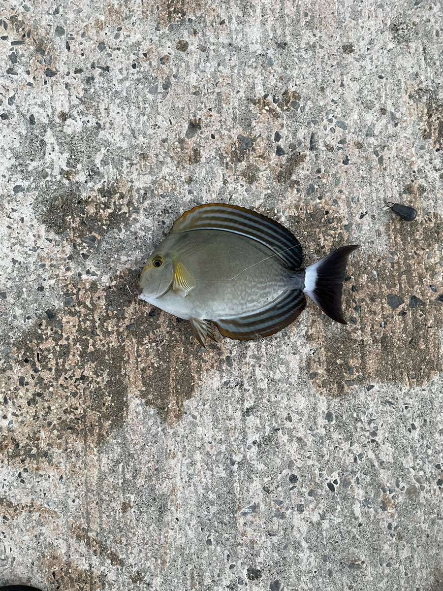 SI06868806's tweet photo. 昨日これを釣ったんですが、何の魚なんですかね？
引きは良かったです😅

#沖縄
#海釣り https://t.co/gjF7Ld13nL