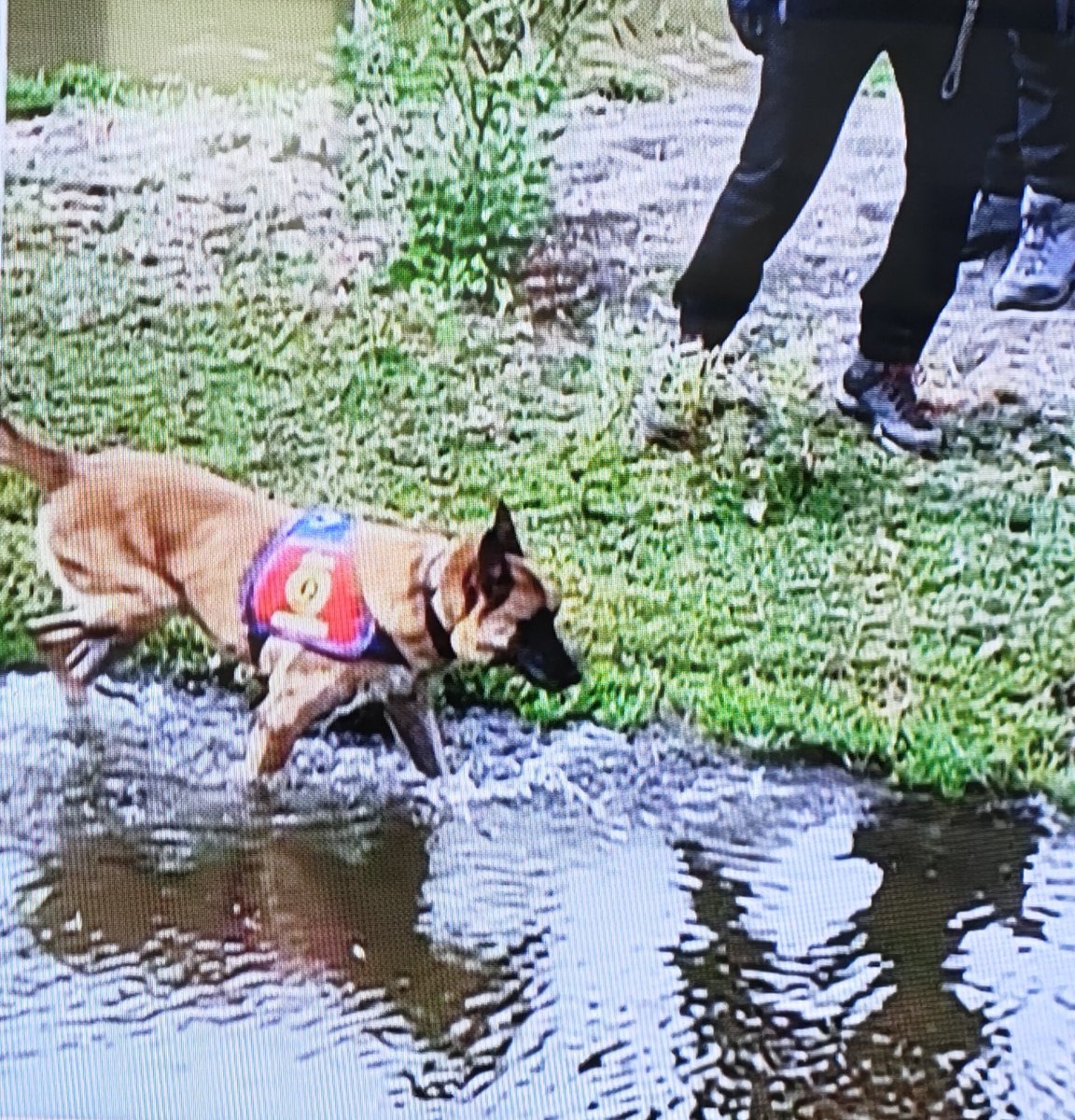 Tumyad4's tweet photo. Köpeklerden korudukları çocukları, çuvallardan topluyoruz.

Çuvallardaki çocukları bulmak için o köpekleri kullanıyoruz. https://t.co/WccmJw5W7i