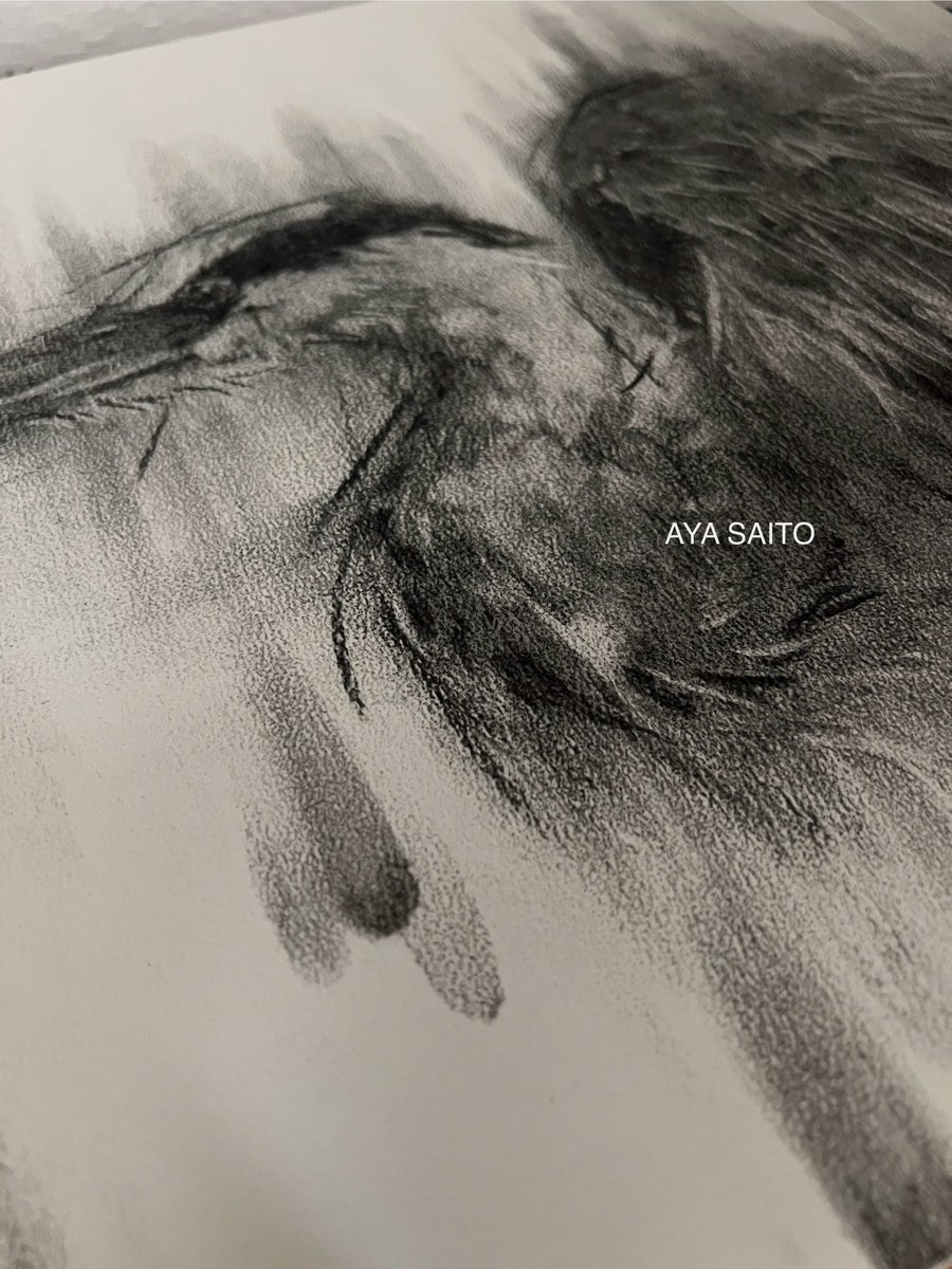 青鷺さんの素敵を引き出したい🪽

#青鷺
#アオサギ
#greyheron
#木炭
#charcoal