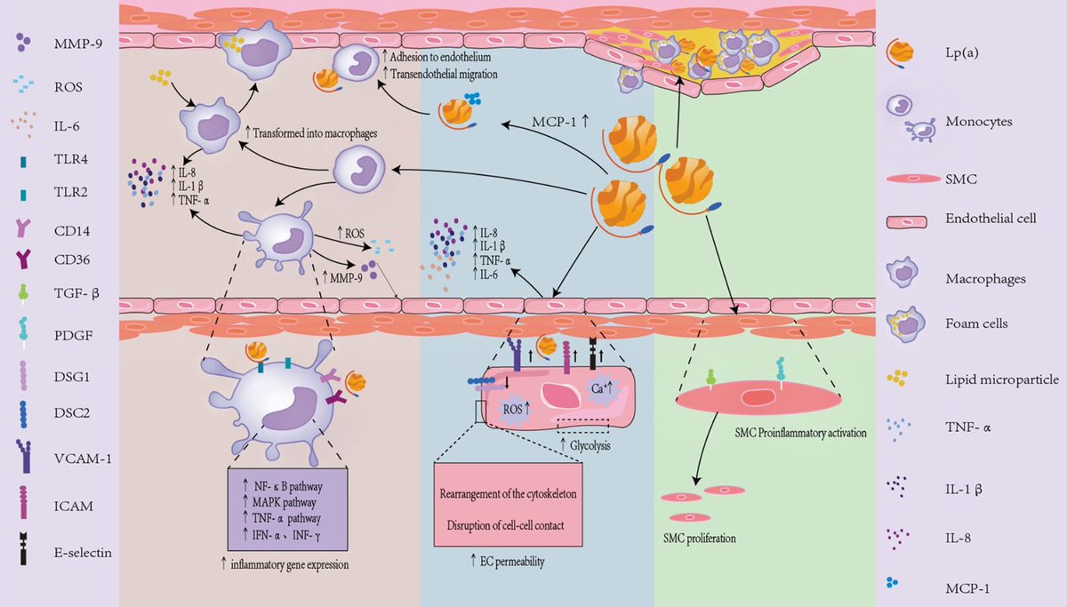👉Lipoprotein (a)-Related Inflammatory Imbalance: A Novel Horizon for the Development of Atherosclerosis

It's clear that Lp(a) is a structurally complex molecule with unique biological functions. It plays a significant role in the inflammatory process through various mechanisms,