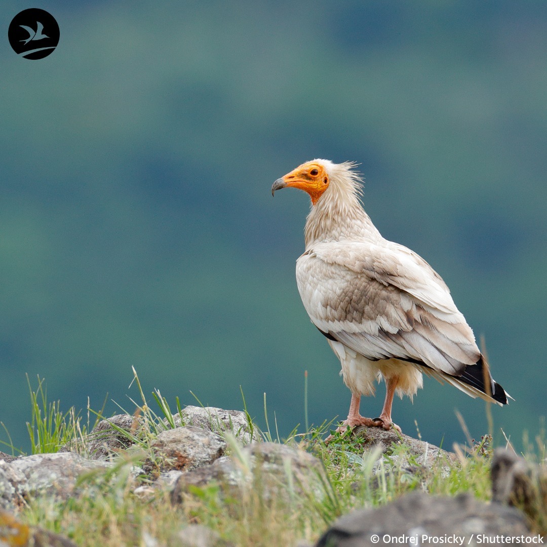 NCF (@ncfnigeria) on Twitter photo Vultures are essential to our environment, acting as nature’s cleanup crew by feeding on carcasses that could otherwise spread diseases like anthrax and rabies.
📸: Egyptian Vulture (<a href="/BirdLife_News/">BirdLife International</a>) Vultures are essential to our environment, acting as nature’s cleanup crew by feeding on carcasses that could otherwise spread diseases like anthrax and rabies.
📸: Egyptian Vulture (<a href="/BirdLife_News/">BirdLife International</a>)