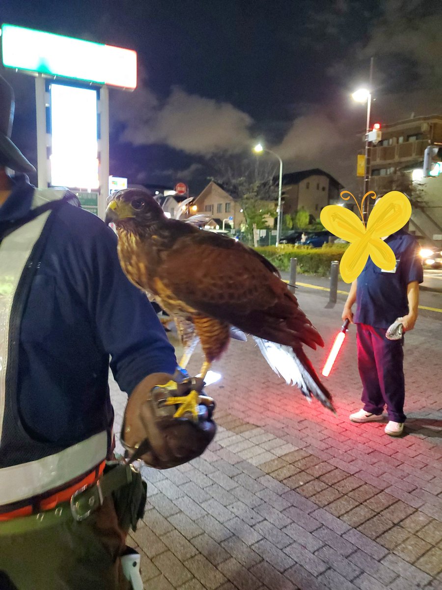 鷹匠さん来てた‼️