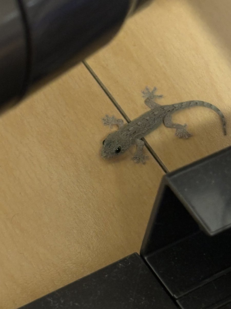 なんか家にヤモリいたw