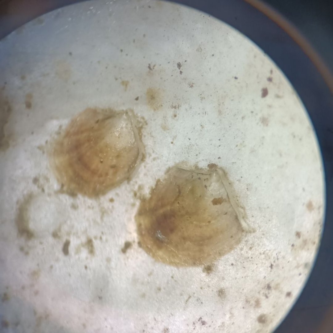 GreenOceanCoff1's tweet photo. Oyster Garden Update!

🦪Baby oysters found after a successful spawning season!
🌊Sea squirts, anemones, and more are thriving in the baskets.
🦀A large crab made an appearance, but the oysters held strong!
🐟Fish fry &amp; young crabs show the ecosystem is thriving. https://t.co/cmURW9mI4a