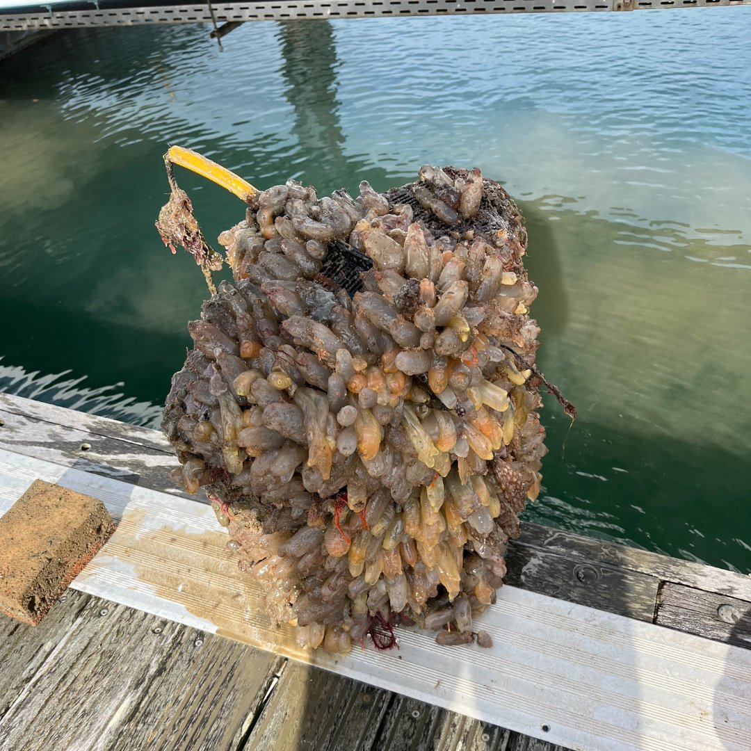 GreenOceanCoff1's tweet photo. Oyster Garden Update!

🦪Baby oysters found after a successful spawning season!
🌊Sea squirts, anemones, and more are thriving in the baskets.
🦀A large crab made an appearance, but the oysters held strong!
🐟Fish fry &amp; young crabs show the ecosystem is thriving. https://t.co/cmURW9mI4a