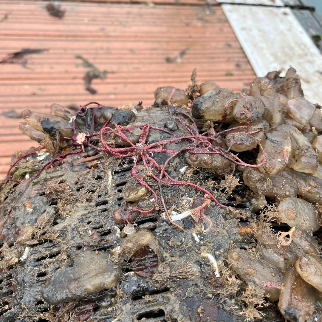 Oyster Garden Update!

🦪Baby oysters found after a successful spawning season!
🌊Sea squirts, anemones, and more are thriving in the baskets.
🦀A large crab made an appearance, but the oysters held strong!
🐟Fish fry &amp; young crabs show the ecosystem is thriving.
