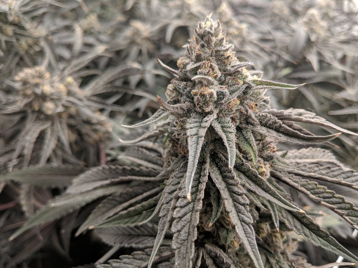 terpfrenzy's tweet photo. I added another discount deal to https://t.co/31rMPmuZGq
Get 2 15+count packs of each of my available 18 available strains for $108. That's $3/pack and .20¢/seed. Use discount code Terp10 to get an additional 10% off and get the deal for less than $98. 540+ seeds in total. https://t.co/gtfAijS2a9