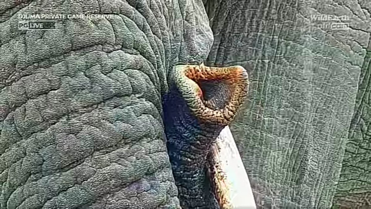 BillieWe2's tweet photo. Impressiv close up with the Djuma cam. In love with our elephants. 🥰#WILDEARTH https://t.co/WlZhINRNaI
