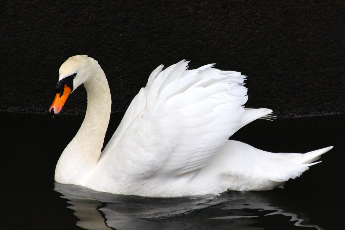 Nature author, journalist and birdwatcher, Dan Keel, attended our meeting on 9 September 2024 where he discussed his love for one of Britain's favourite birds, the swan. 

Dan's book Swan - Portrait of a Majestic Bird can be ordered on Amazon - amazon.co.uk/Swan-Portrait-…