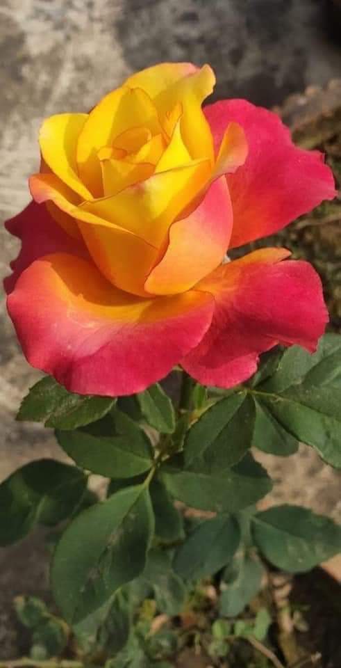 Happy day ☀️🌺🥰