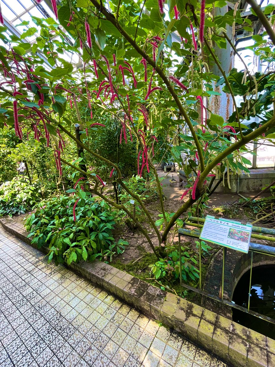 KeiichiFukunis1's tweet image. こんばんは🌃　＃ベニヒモノキ　
#Chenilleplant  原産地 西インド諸島 マレー半島　学名 #Acalyphahispida 
#京都府立植物園観覧温室 にて2024.9.7撮影