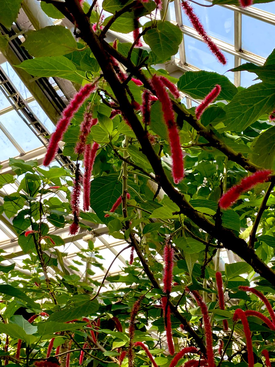 KeiichiFukunis1's tweet image. こんばんは🌃　＃ベニヒモノキ　
#Chenilleplant  原産地 西インド諸島 マレー半島　学名 #Acalyphahispida 
#京都府立植物園観覧温室 にて2024.9.7撮影