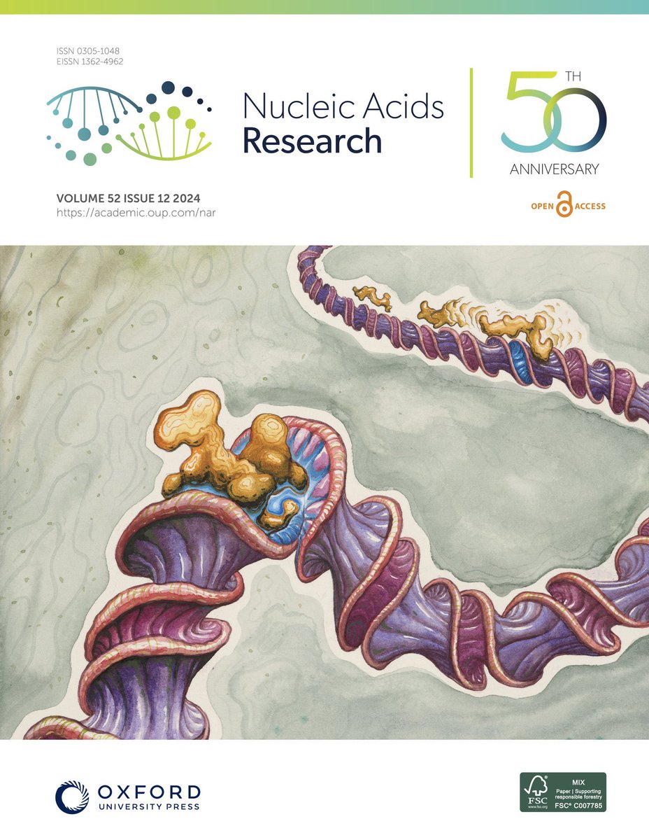 koby_group's tweet image. Our study with @rogoulenko in @NAR_Open shows #DNA flexibility impacts protein binding. Despite kinetic challenges, evolution ensures proteins effectively target and bind DNA. Check out Daniel Philosoph's cover art, hand-painted with real brushes! #ProteinDNA #ProteinStructures