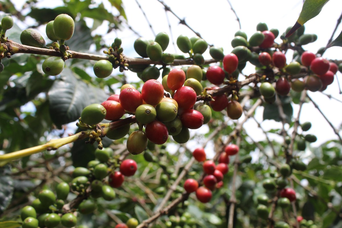 brewblockco's tweet image. Everything starts with this beautiful deep red. 

Hand-picked, hand-washed, hand-dried, all with care.

That care deserves Acknowledgement, don't you agree? 

Imagine if you could tip to show your appreciation?

Your support changes lives and worlds, Thank you