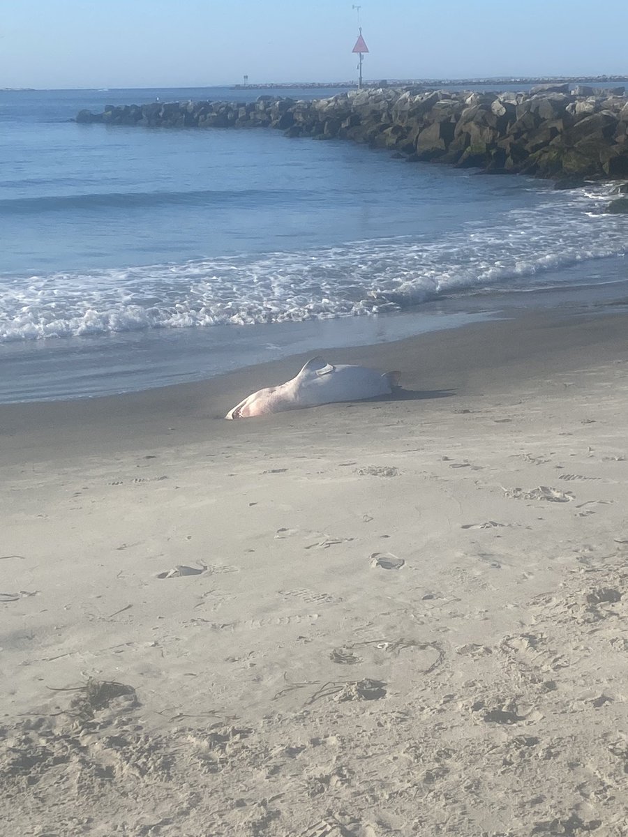 terry_donilon's tweet photo. Unexpected sight on my morning walk. George’s Beach. @Narragansett_RI https://t.co/ZlHFDOinOo