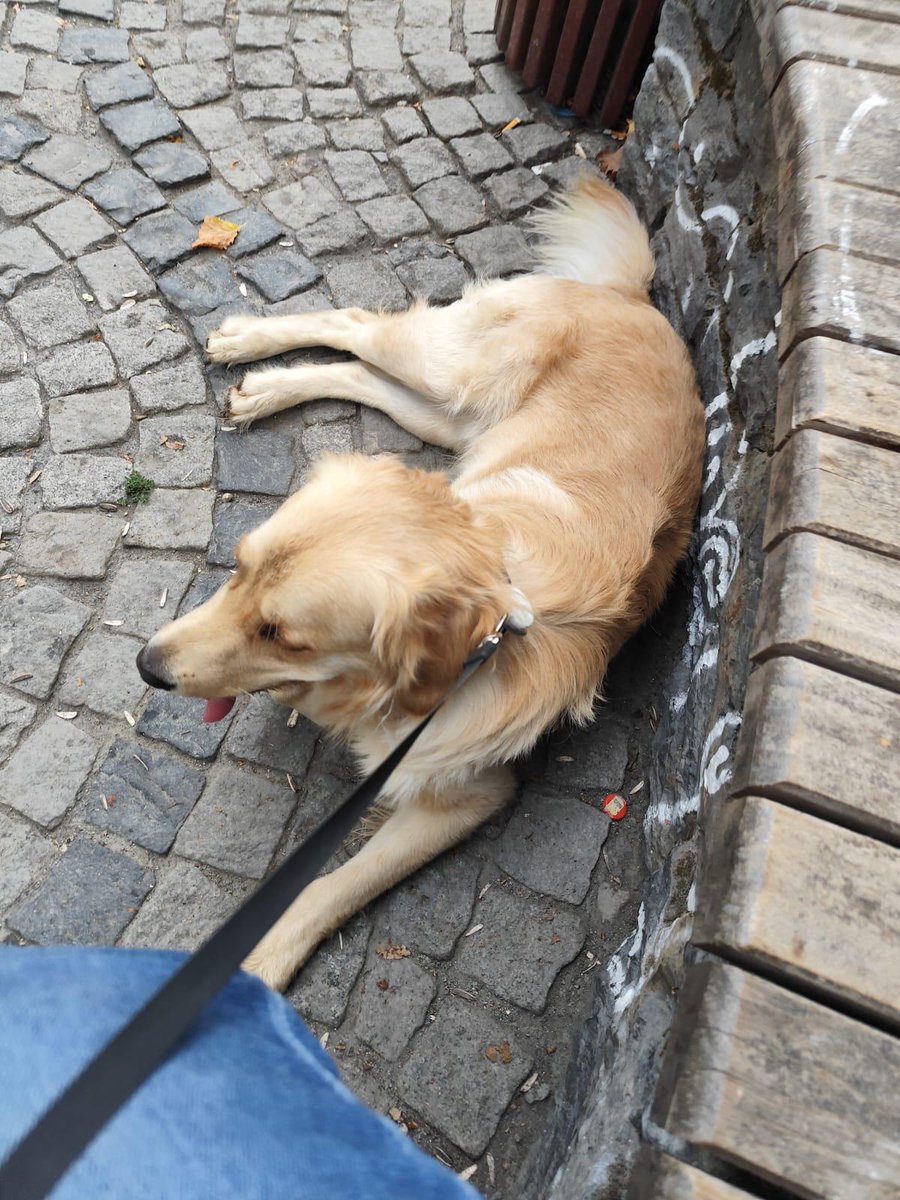 Yuva arıyoruz🙏 
Erkek 30 Şubat doğumlu Çipli karneli aşılı eğitimli
Arkadaşımın öteki köpeği ile aynı evde uyum sağlayamadığı için vermek zorunda.
İyi bakacak bir aile arıyoruz🙏