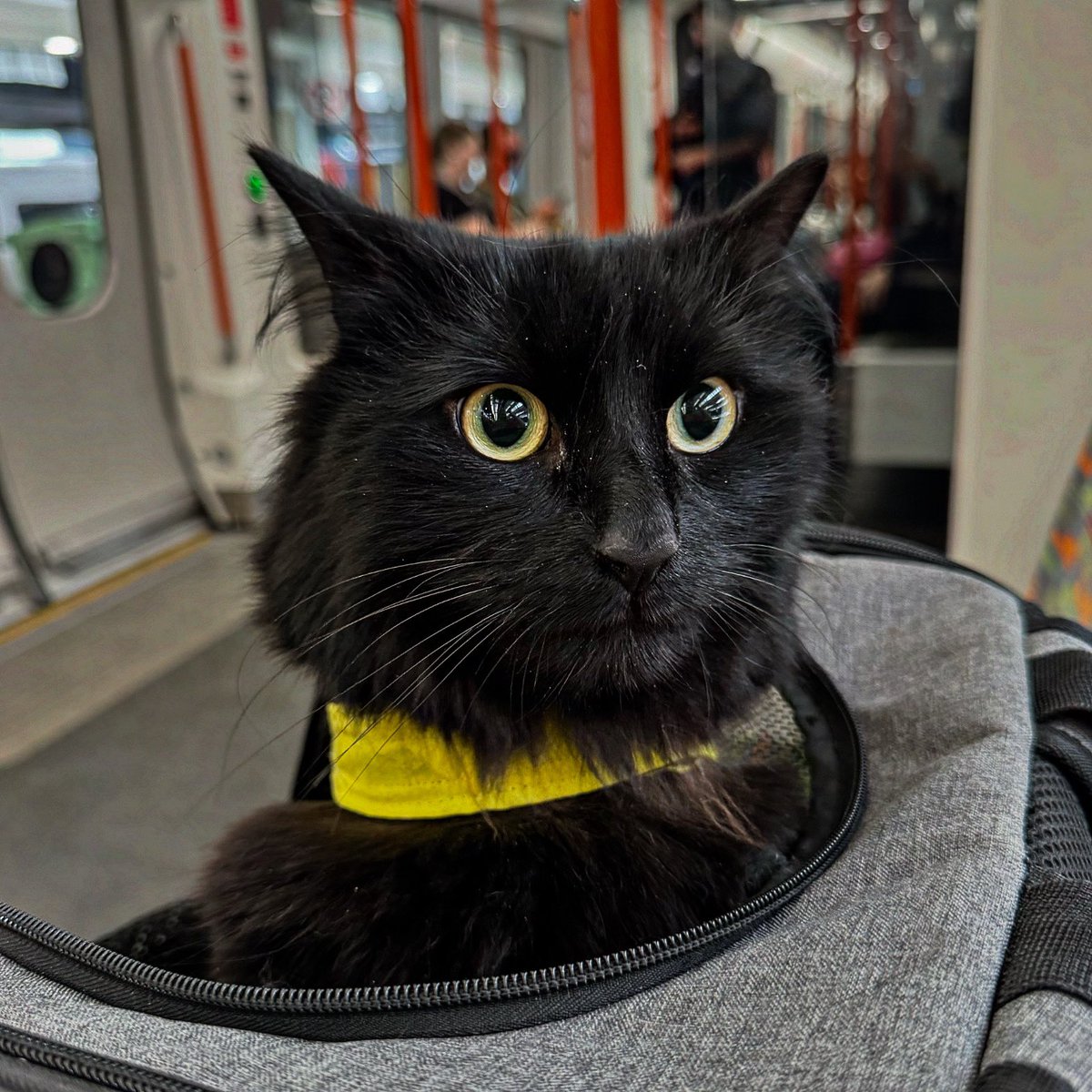 It’s giving…train delays, late for work again 🙀😾<a href="/uclh/">UCLH</a> <a href="/uclhcharity/">UCLH Charity</a> <a href="/macmillancancer/">Macmillan Cancer Support</a> @petsastherapy_uk 

#cat #therapycat #meow #chill #blackcat #volunteering #therapyanimals #catsofinstagram