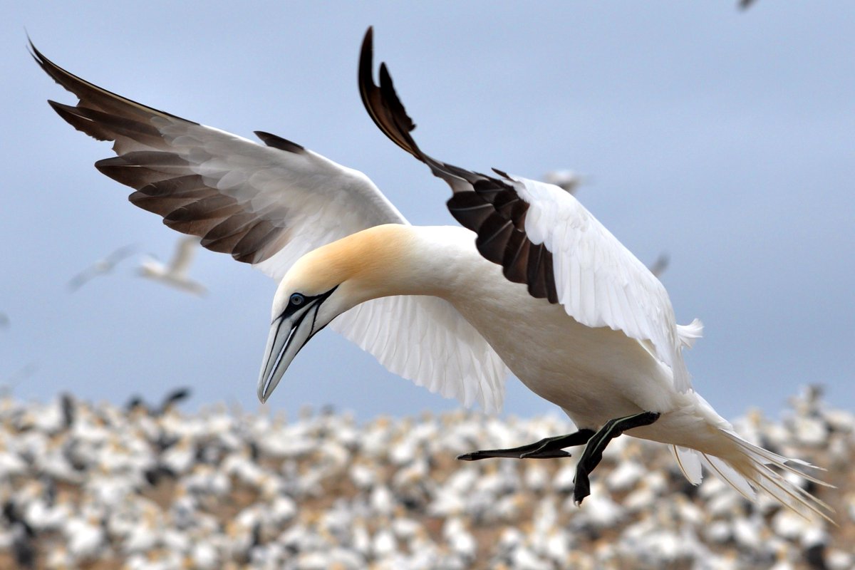 Beth Clark (@bethanyclark36) on Twitter photo Our new paper shows Northern Gannet foraging trip length increases with colony size and decreases with latitude using data for >1000 tracked birds!
Blog: seabirdtracking.org/northern-ganne…
Paper <a href="/RSocPublishing/">Royal Society Publishing</a> Open Science: royalsocietypublishing.org/doi/10.1098/rs… Our new paper shows Northern Gannet foraging trip length increases with colony size and decreases with latitude using data for >1000 tracked birds!
Blog: seabirdtracking.org/northern-ganne…
Paper <a href="/RSocPublishing/">Royal Society Publishing</a> Open Science: royalsocietypublishing.org/doi/10.1098/rs…