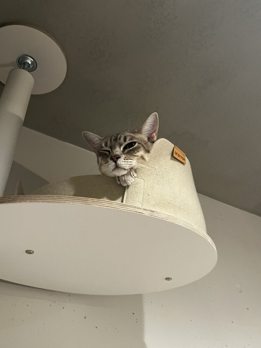 nekochan_mist's tweet photo. 上からウインク😉

#猫かわいいね https://t.co/rgs5puRXNu