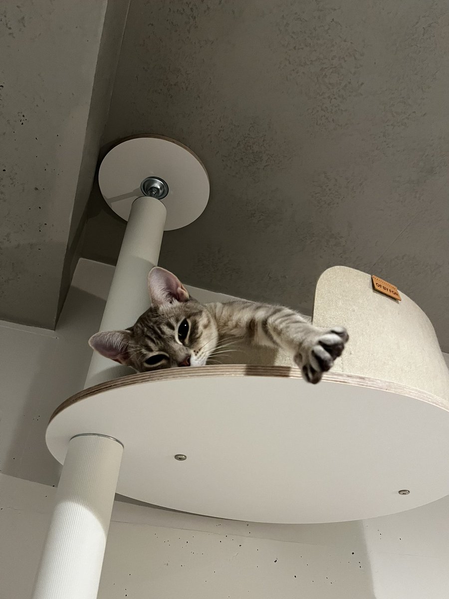 nekochan_mist's tweet photo. ぬーん

#可愛い子猫 https://t.co/PZGUu5duf2