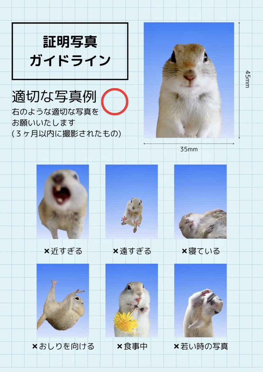 リスの証明写真ガイドライン🐿️

#証明写真
#リチャードソンジリス
#squirrel