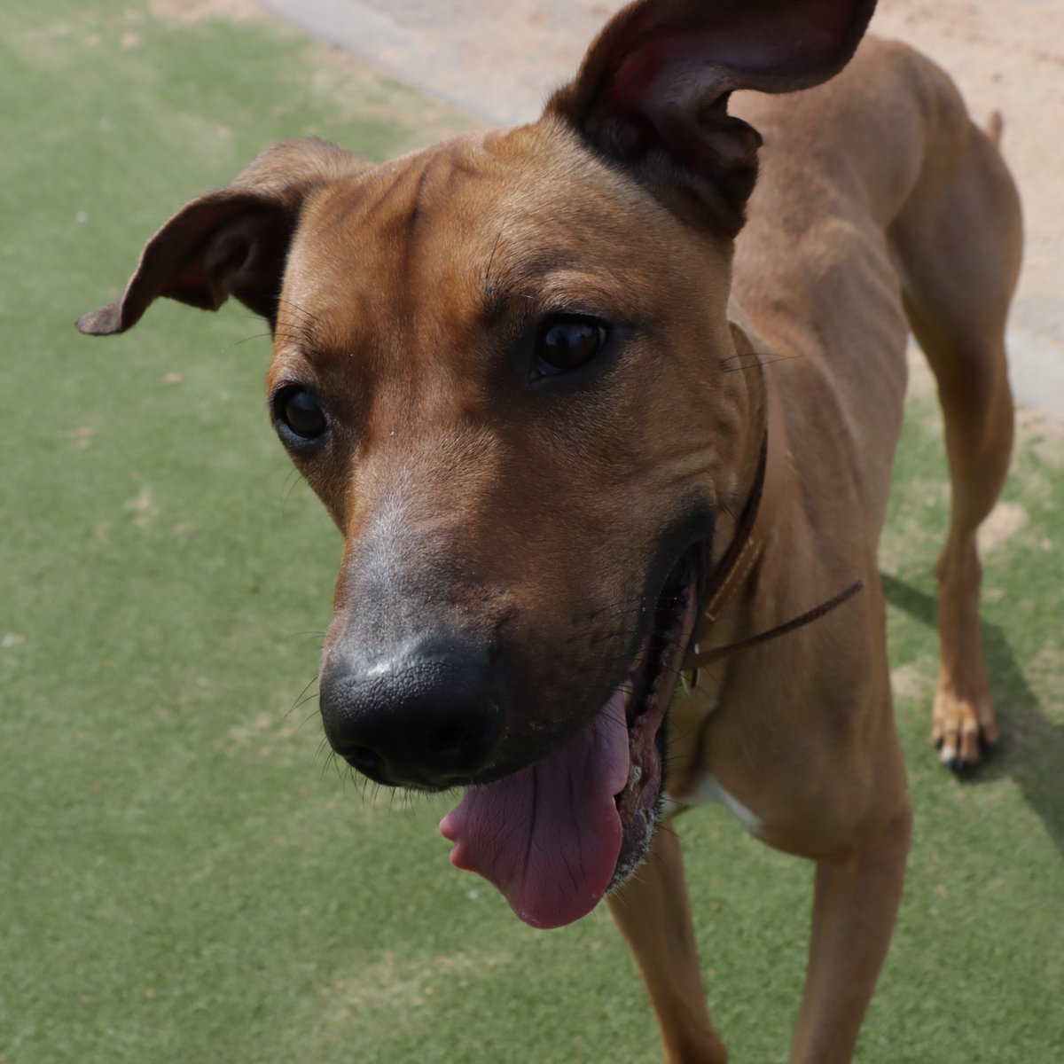 Dogs Trust Evesham tweet media