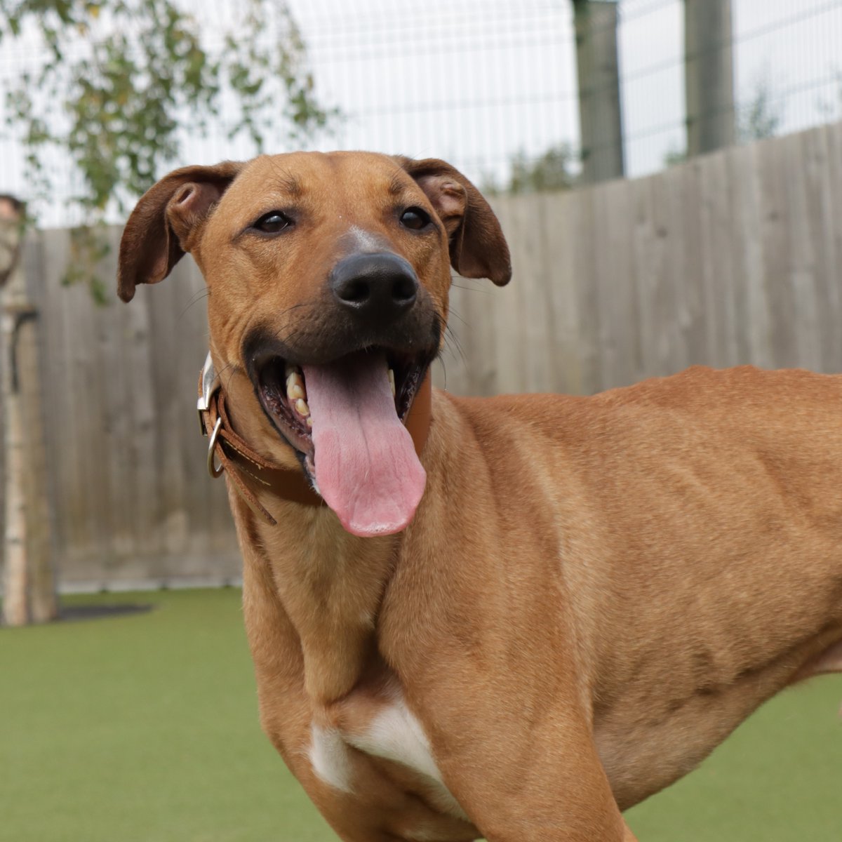 Dogs Trust Evesham tweet media