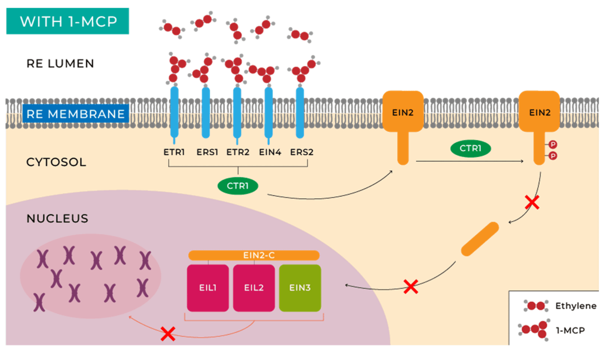 Horticul_MDPI's tweet photo. Horticulturae - New Published Paper🍀

📖Title: Strategies to Delay Ethylene-Mediated Ripening in #Climacteric #Fruits: Implications for #Shelf #Life Extension and #Postharvest Quality

✍️Paper written by: José Ramón Acosta-Motos et al.

🔗Link: https://t.co/LXGfWB933O

#science https://t.co/tLHcHjNsly