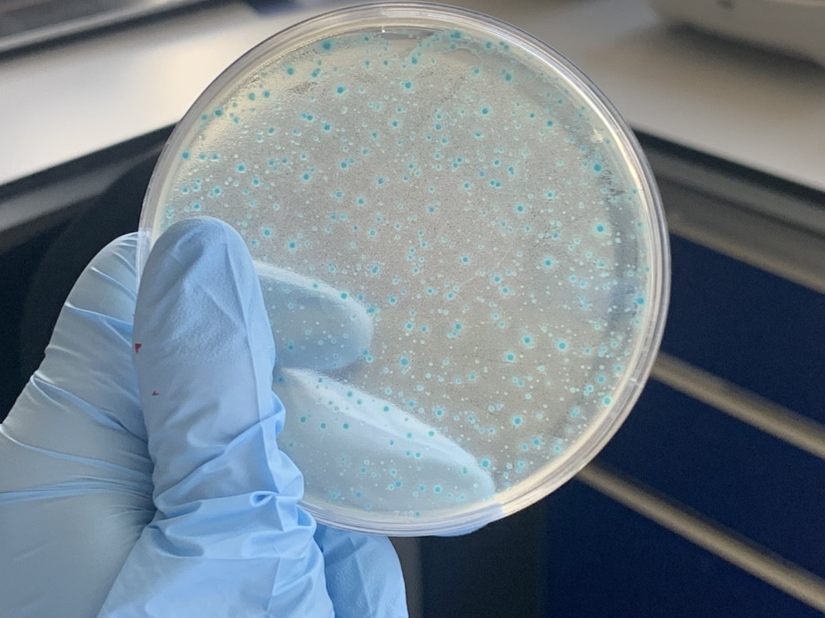 Elitsa Penkova 🦠 (@penkovaelitsa) on Twitter photo Over the summer at the <a href="/UniofExeter/">University of Exeter</a> we have been investigating whether swimming in #sewage polluted rivers and lakes across the UK 🇬🇧 increases the risk of carrying antibiotic-resistant E. coli in our guts 🦠
But non-swimmers can carry these bacteria, too.
If you do not swim in Over the summer at the <a href="/UniofExeter/">University of Exeter</a> we have been investigating whether swimming in #sewage polluted rivers and lakes across the UK 🇬🇧 increases the risk of carrying antibiotic-resistant E. coli in our guts 🦠
But non-swimmers can carry these bacteria, too.
If you do not swim in