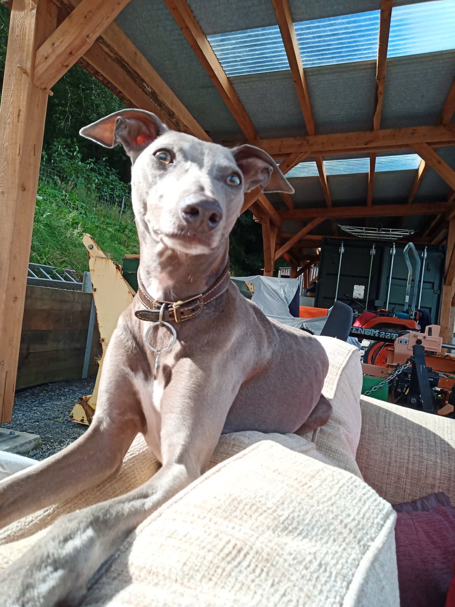 My mate Ffred is a bit of a poseur sometimes! 😍😍🐾🐾